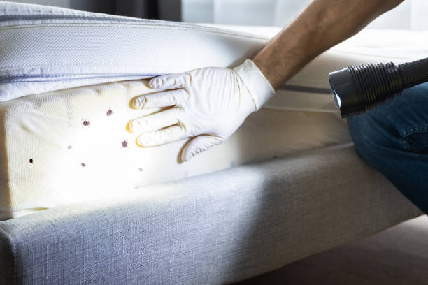 Best Mosquito Control Services  in Rutledge, GA